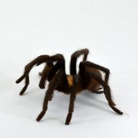 Can this small robot outrun a spider? Photo Credit: Animal Inspired Movement and Robotics Lab, CU Boulder.