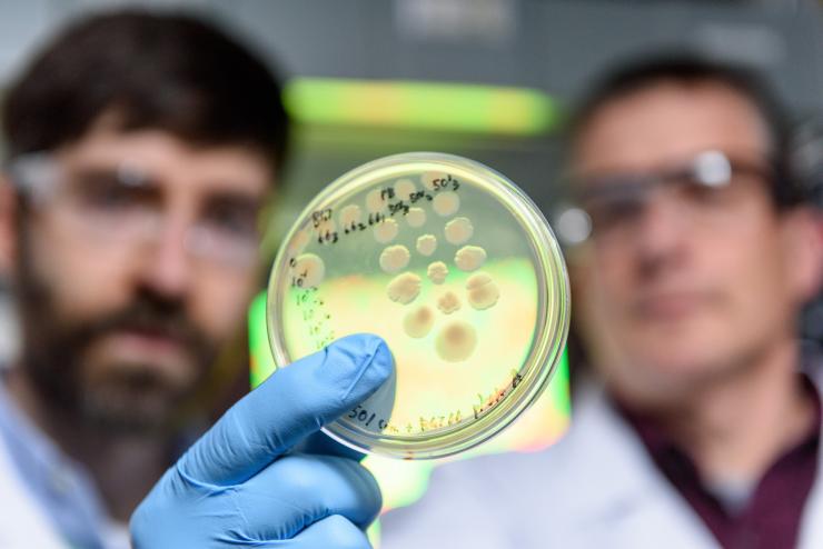 <p>Physicist Peter Yunker, microbiologist Brian Hammer, and evolutionary biologist Will Ratcliff (left to right) in Yunker's lab at Georgia Tech with cultures of <em>Vibrio cholerae</em> and a monitor screen displaying bacteria that have phase separated into divided colonies. Credit: Georgia Tech / Rob Felt</p>