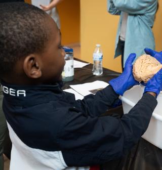 A young boy wearing blue latex gloves holds a human brain